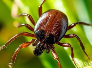 tick crawling through the grass