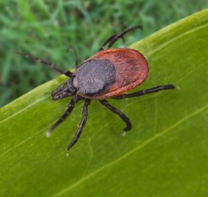 tick on a leaf